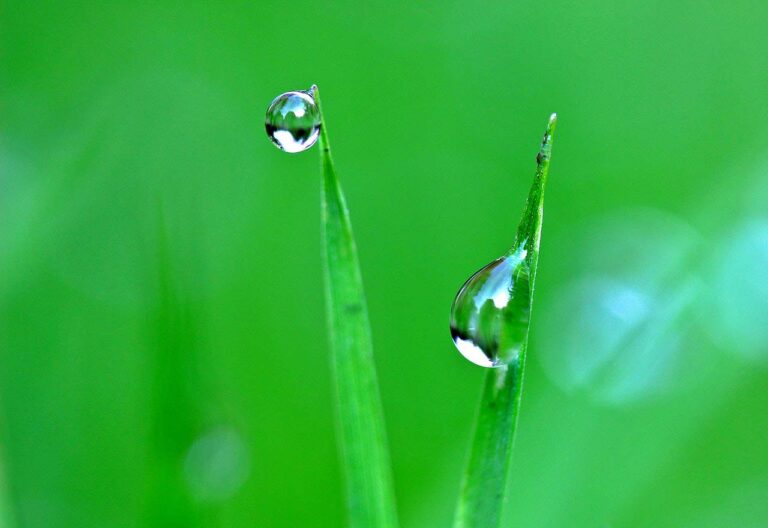 Dew of Life
